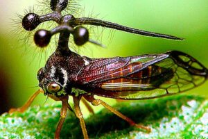 Los 10 insectos más raros del mundo