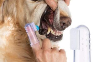 Los 9 mejores cepillos de dientes para perros