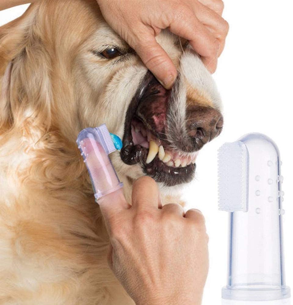 Los 9 mejores cepillos de dientes para perros - ZooMascotas.com