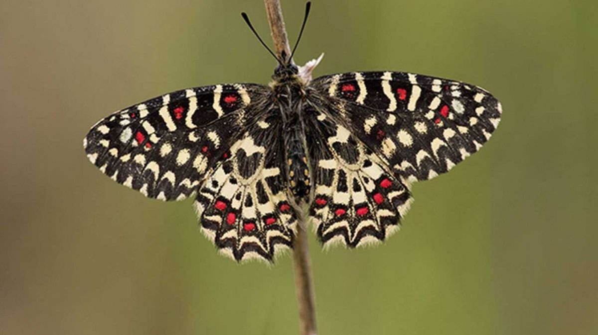 7 insectos voladores grandes que puedes encontrar en España ...