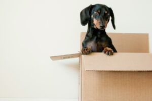 Cómo gestionar una mudanza internacional con mascotas