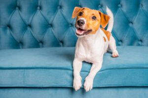 Cómo proteger el sofá de las mascotas