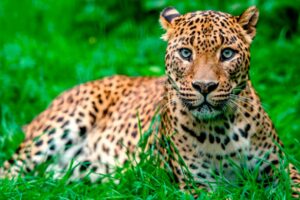 Diferencia entre leopardos y guepardos