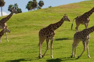 Cuáles son los zoos más grandes del mundo