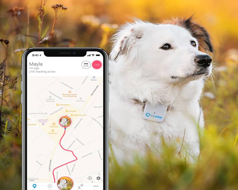 Los 10 mejores GPS para perros