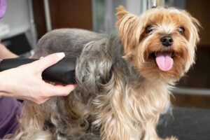 Las 5 mejores marcas de máquinas de cortar pelo para perros