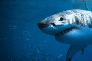 Los 11 animales marinos más peligrosos