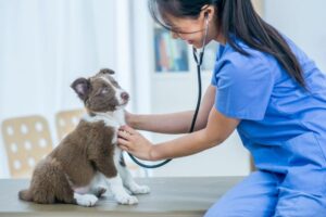 Los 8 mejores programas para gestión clínica veterinaria