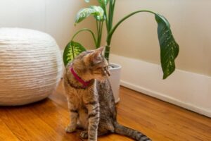 Nombres y fotos de plantas venenosas para gatos
