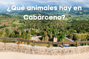Descubre qué animales hay en Cabárceno